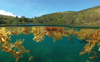 Sargasses au large de la petite plage de Malendure (Guadeloupe)