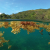 Sargasses au large de la petite plage de Malendure (Guadeloupe)