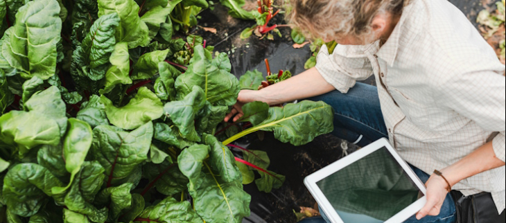CANARI, un service climatique dédié à l'agriculture.