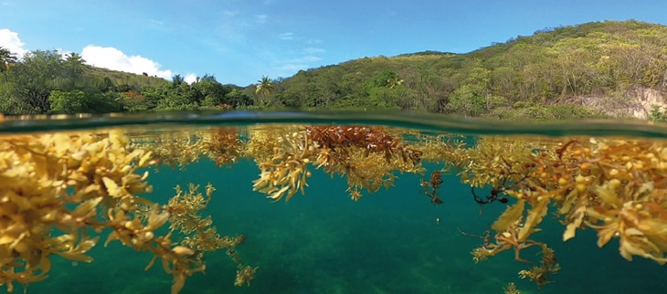 Sargasses au large de la petite plage de Malendure (Guadeloupe)