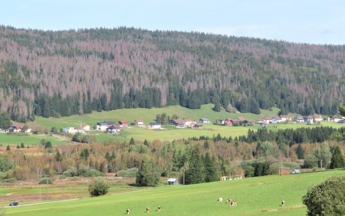 Epicéas jurassiens touchés par le changement climatique.