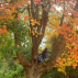 Automne