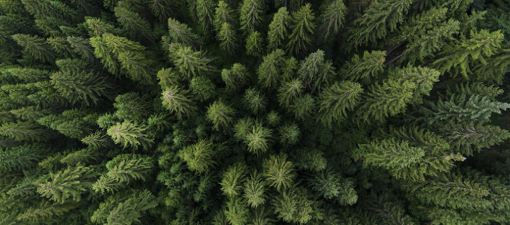 Lancement de la Météo des forêts : informer et sensibiliser le public au danger d'incendie