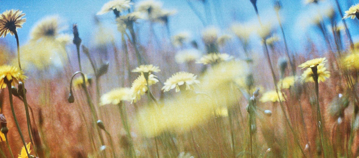 Printemps Printemps