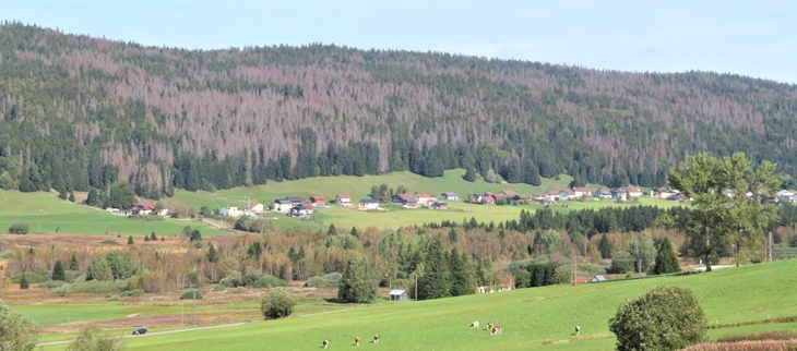 Epicéas jurassiens touchés par le changement climatique.