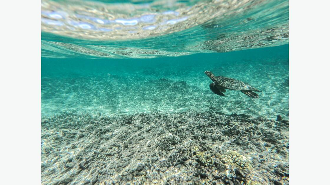 " Un récif corallien en danger " par Laure Tezier. " Un récif corallien en danger " par Laure Tezier.