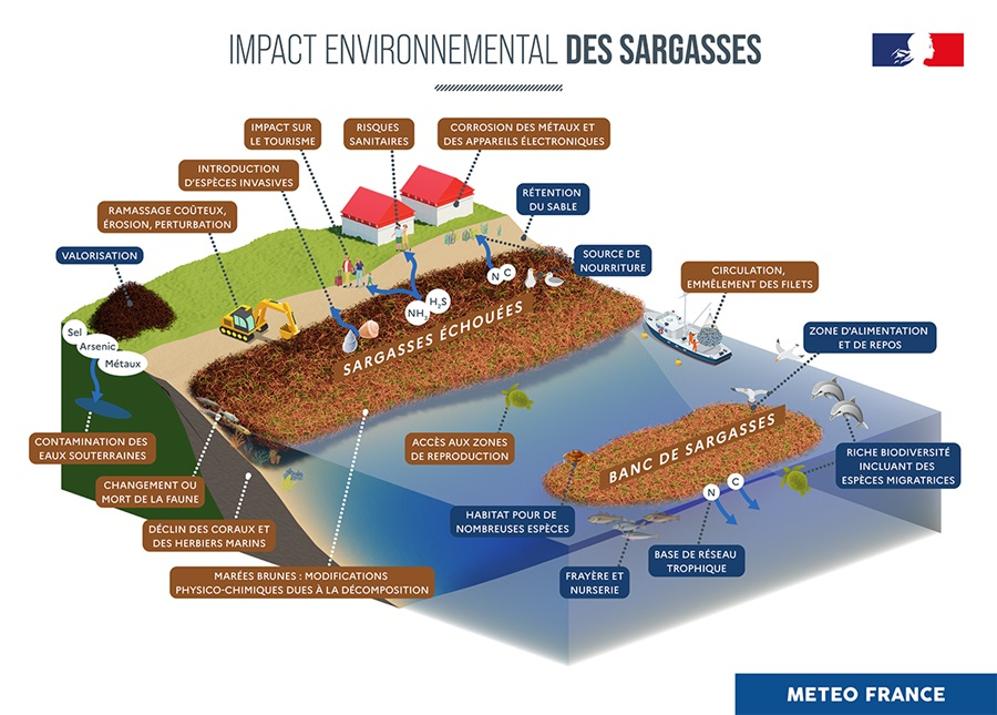 Impact environnemental des sargasses